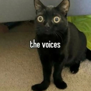 bleuctipie