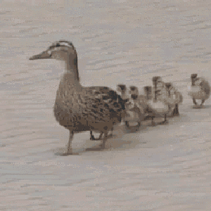 Adam-Joel