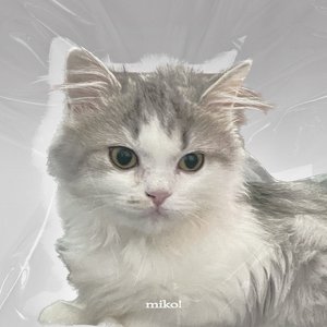 Image for 'miko!'