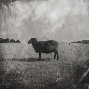 “Black Sheep”的封面