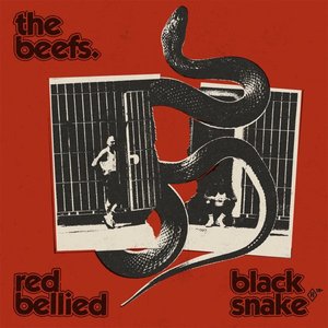 'Red Bellied Black Snake'の画像