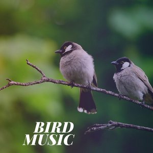 “Bird Music”的封面