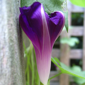 Convolvulaceae