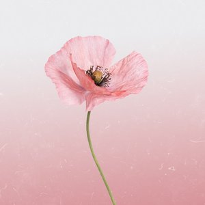 Image for 'Pink Poppy'