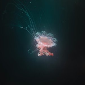 Image for 'The Deep Sea'