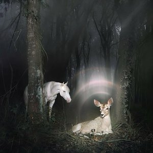 Image for 'Don't Put It All On Me (feat. Fleet Foxes)'