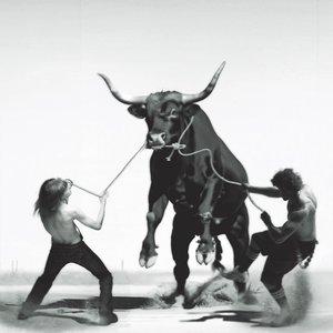 Image for 'bull'