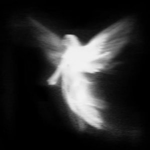 Image for 'Angel'