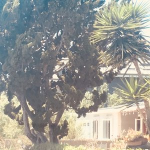 Image for 'Venice Bitch - Single'