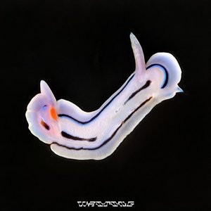 “Waiting (VIP)”的封面