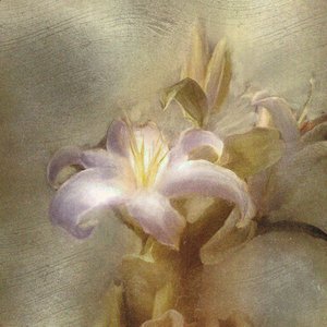 Immagine per 'Flower'