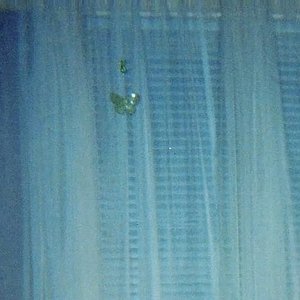 Image for 'Swell blue'