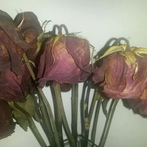 cherindroses