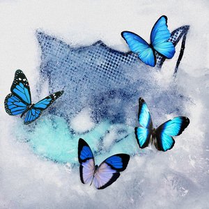Bild für 'Frozen Butterfly'