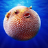Pufferfishhh 的头像