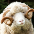 Avatar de bighornsheep