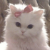 Avatar de larisscastilho