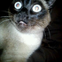 Avatar de darkmoonhowl