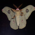 Avatar di XxAzaTxX