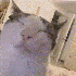Avatar for dooooooooooge
