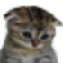 Avatar for puxajuampii