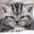 Avatar for fliegenkatzen