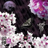Avatar for akanokakera76