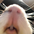 Avatar di alexistor-