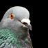 protopigeon için avatar