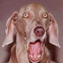 Avatar for MizzChievouz