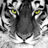 Avatar for TonyTheTigger