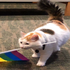 Avatar for localhomosexual
