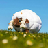 Avatar for FloatinOnline