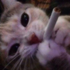 Tutelini_ için avatar