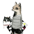 Avatar für petitschevaux