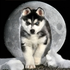 rus_moon_wolf için avatar