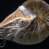 Avatar for chickensoup0746