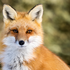 thegallantfox 的头像