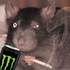 Avatar for Im_Ratcist