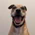 Avatar for adamsk-