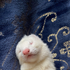 Avatar für FerretPope