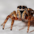 Avatar for euophrys