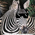 Avatar for ZebraDigital