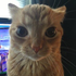 Avatar di katumcha