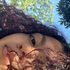 Avatar for apsps_s