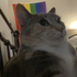 homowarrior 的头像