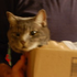 Avatar for kitenstukupatre