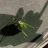 amauryca_ 的头像