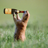 Avatar de TheDrunkMeerkat