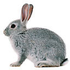 Avatar für lapin7